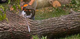 How Our Tree Care Process Works  in  Ranger, TX