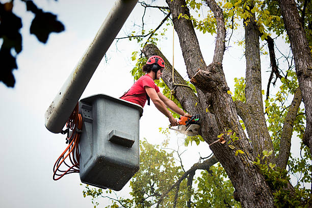 Professional Tree Care Services in Ranger, TX